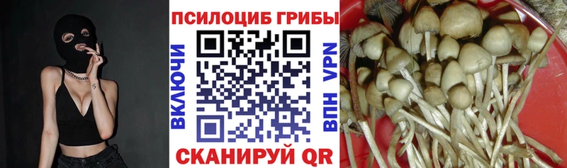 Галлюциногенные грибы Psilocybine cubensis  Оренбург 